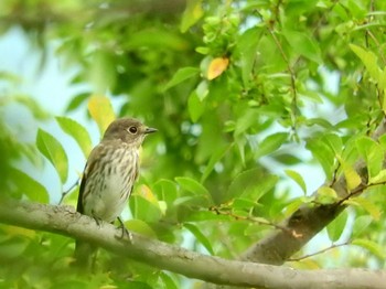 エゾビタキ 大阪城公園 2016年10月4日(火)