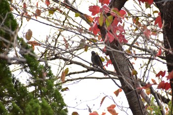 ヒヨドリ 芝川第一調節池(芝川貯水池) 2020年11月12日(木)