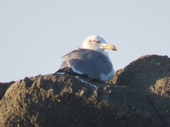 Black-tailed Gull 道の駅あつみ Sun, 10/2/2016