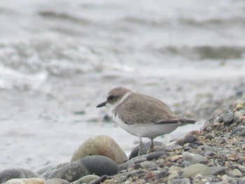 Kentish Plover 石田浜海水浴場 Mon, 10/3/2016