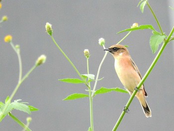 Amur Stonechat 淀川(中津エリア) Wed, 10/5/2016