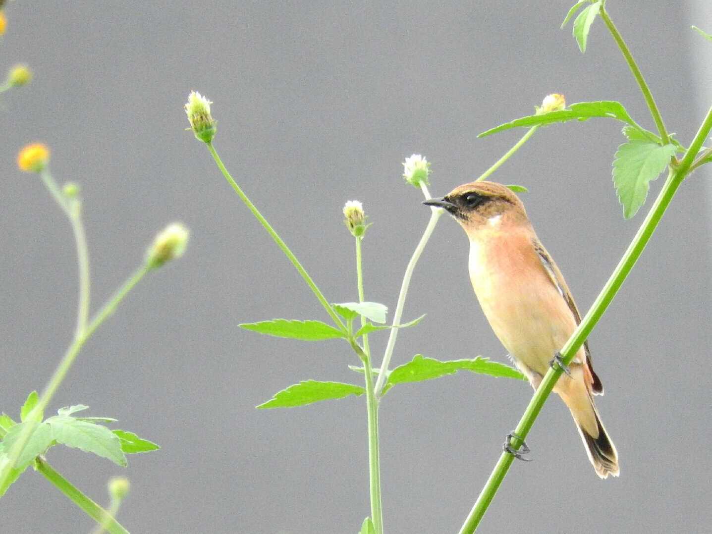 Photo of Amur Stonechat at 淀川(中津エリア) by とみやん