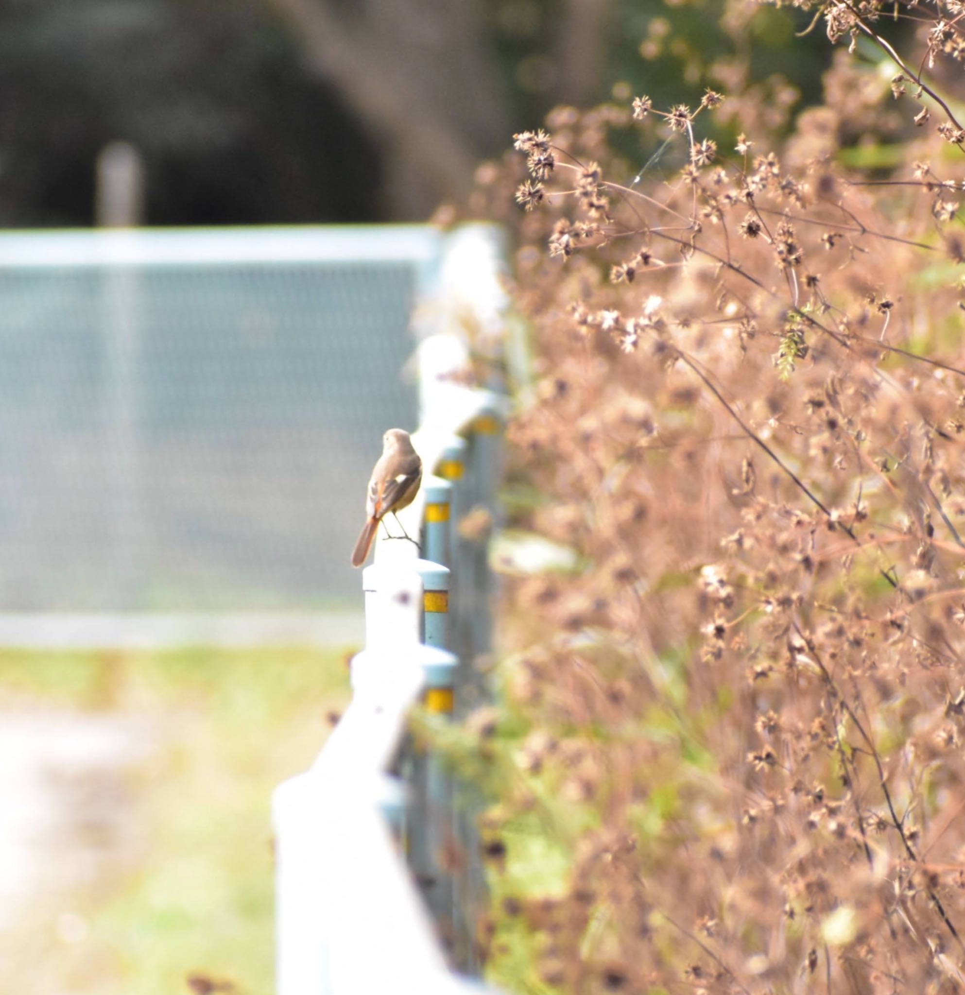 芝川第一調節池(芝川貯水池) ジョウビタキの写真 by 鳥散歩