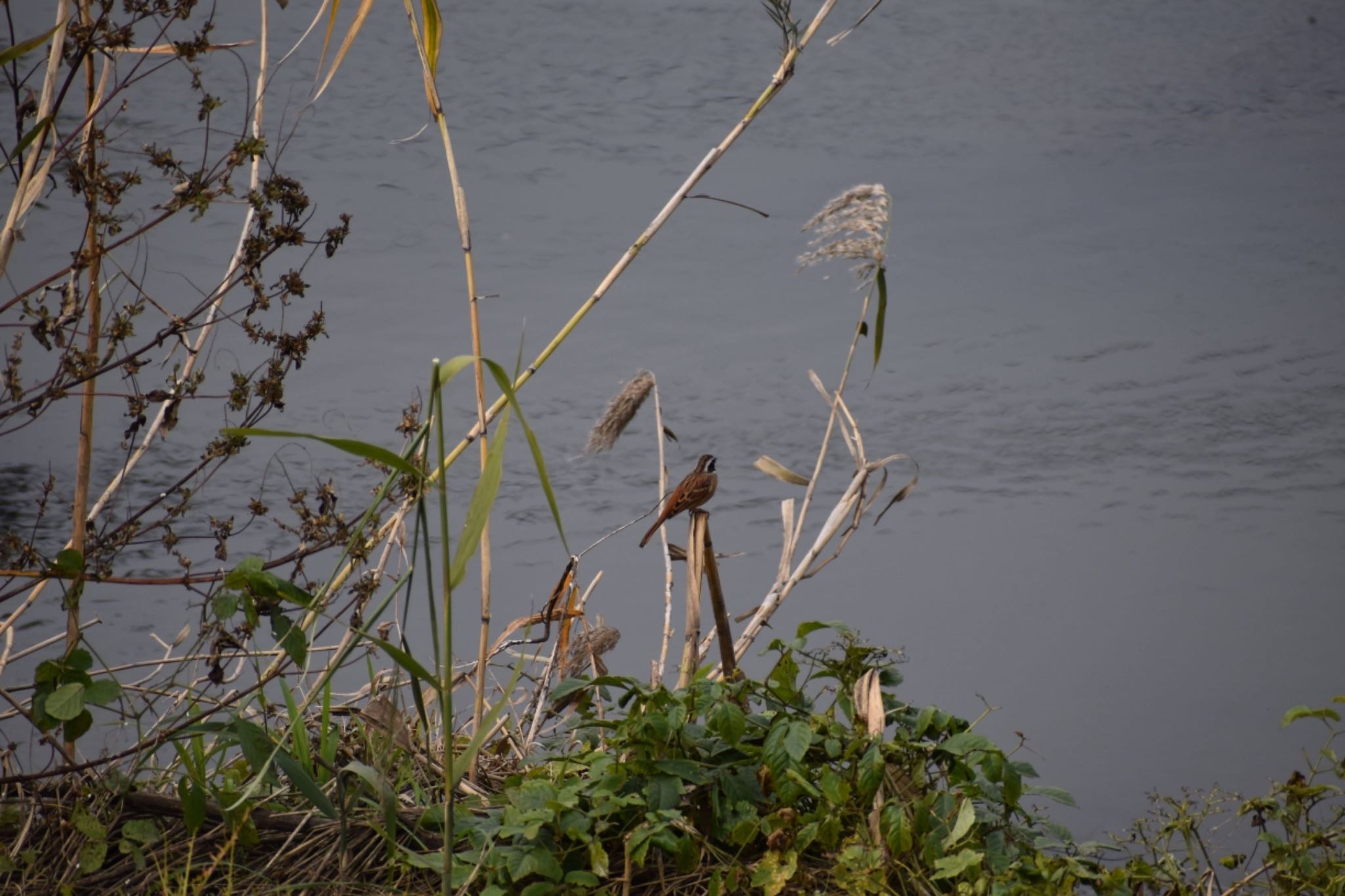 芝川第一調節池(芝川貯水池) ホオジロの写真 by 鳥散歩
