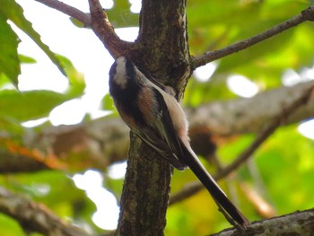 Long-tailed Tit 錦織公園 Sun, 10/2/2016