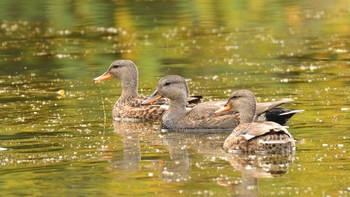 オカヨシガモ 東京港野鳥公園 2020年11月8日(日)