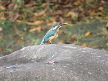 カワセミ 錦織公園 2016年9月28日(水)