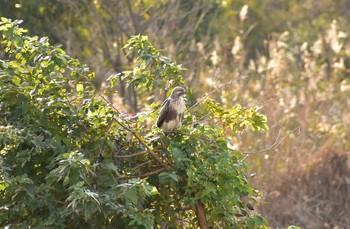 2020年11月12日(木) 芝川第一調節池(芝川貯水池)の野鳥観察記録