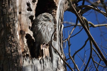 2020年10月28日(水) 滝川公園の野鳥観察記録