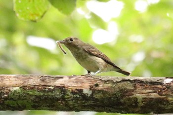 キビタキ 錦織公園 2016年9月15日(木)