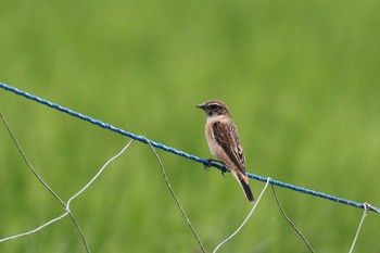 Amur Stonechat 三重県伊賀市 Wed, 10/5/2016