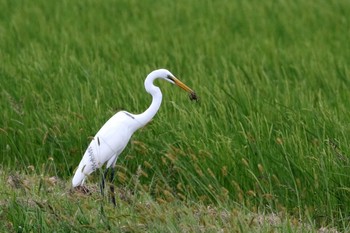 Great Egret 三重県伊賀市 Wed, 10/5/2016