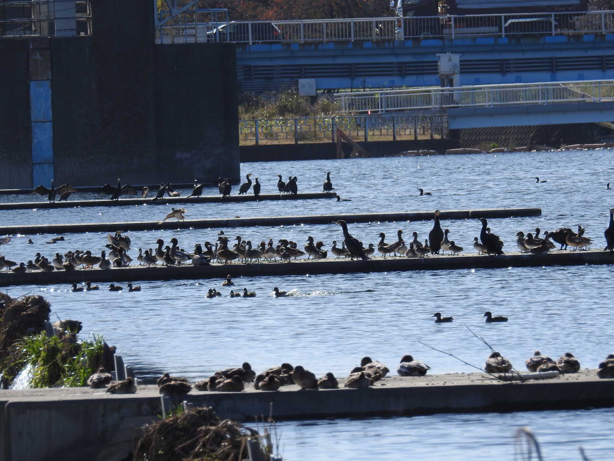 多摩川二ヶ領上河原堰 カワウの写真 by Kozakuraband