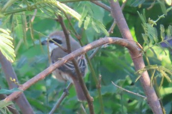 Brown Shrike Khao Mai Keao Reservation Park Sat, 11/14/2020