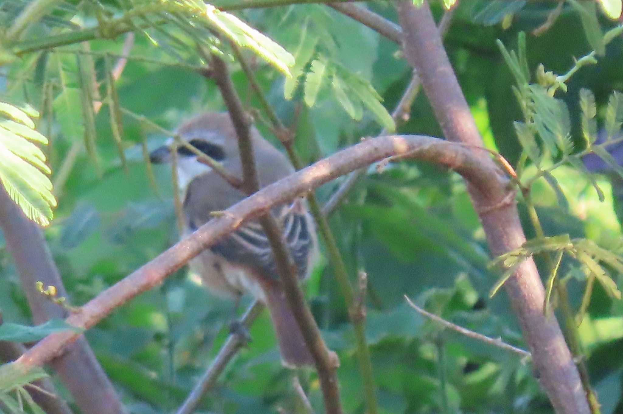 Photo of Brown Shrike at Khao Mai Keao Reservation Park by span265