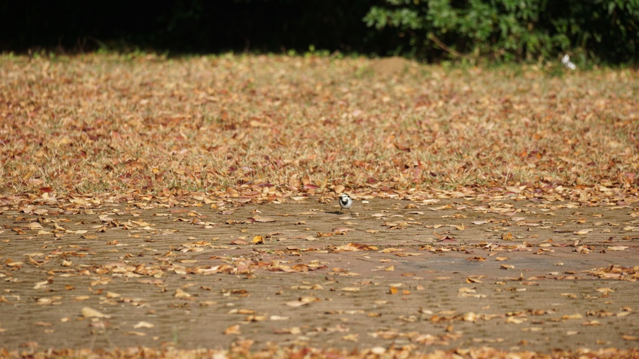 清水公園 ハクセキレイの写真 by ツピ太郎