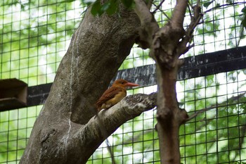 Ruddy Kingfisher Ueno Zoo Wed, 6/15/2016