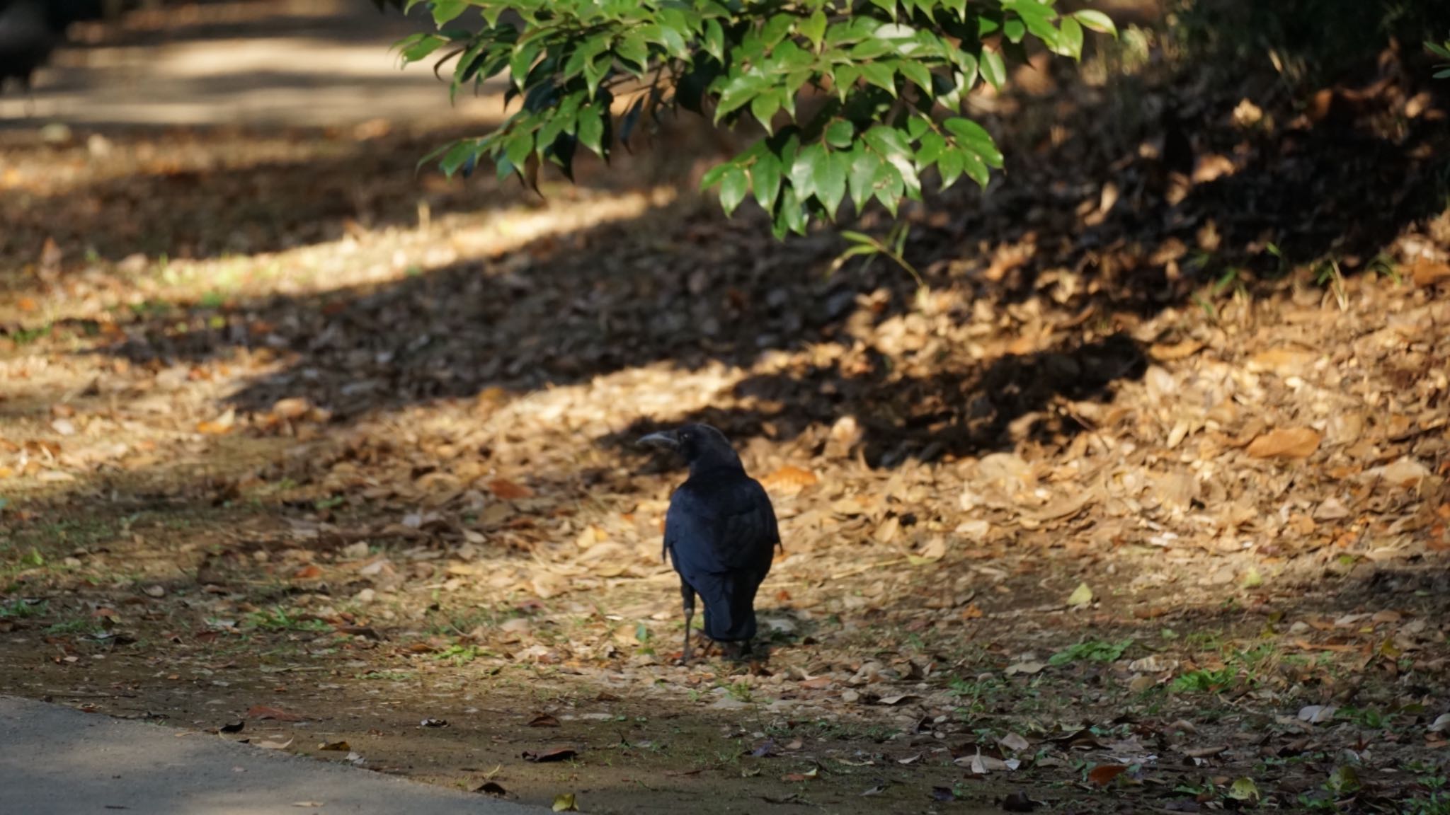 清水公園 ハシボソガラスの写真 by ツピ太郎