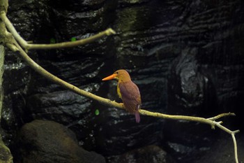 リュウキュウアカショウビン 上野動物園 2016年6月15日(水)