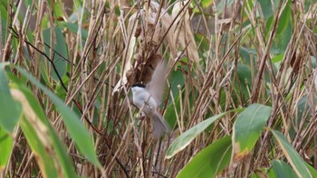 コガラ 旭山記念公園 2020年11月15日(日)