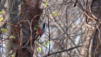 アカゲラ 旭山記念公園 2020年11月15日(日)