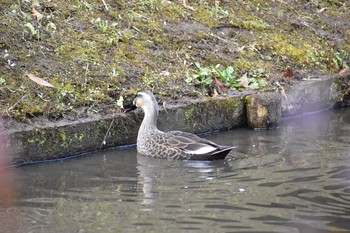 Sun, 11/15/2020 Birding report at 清水公園