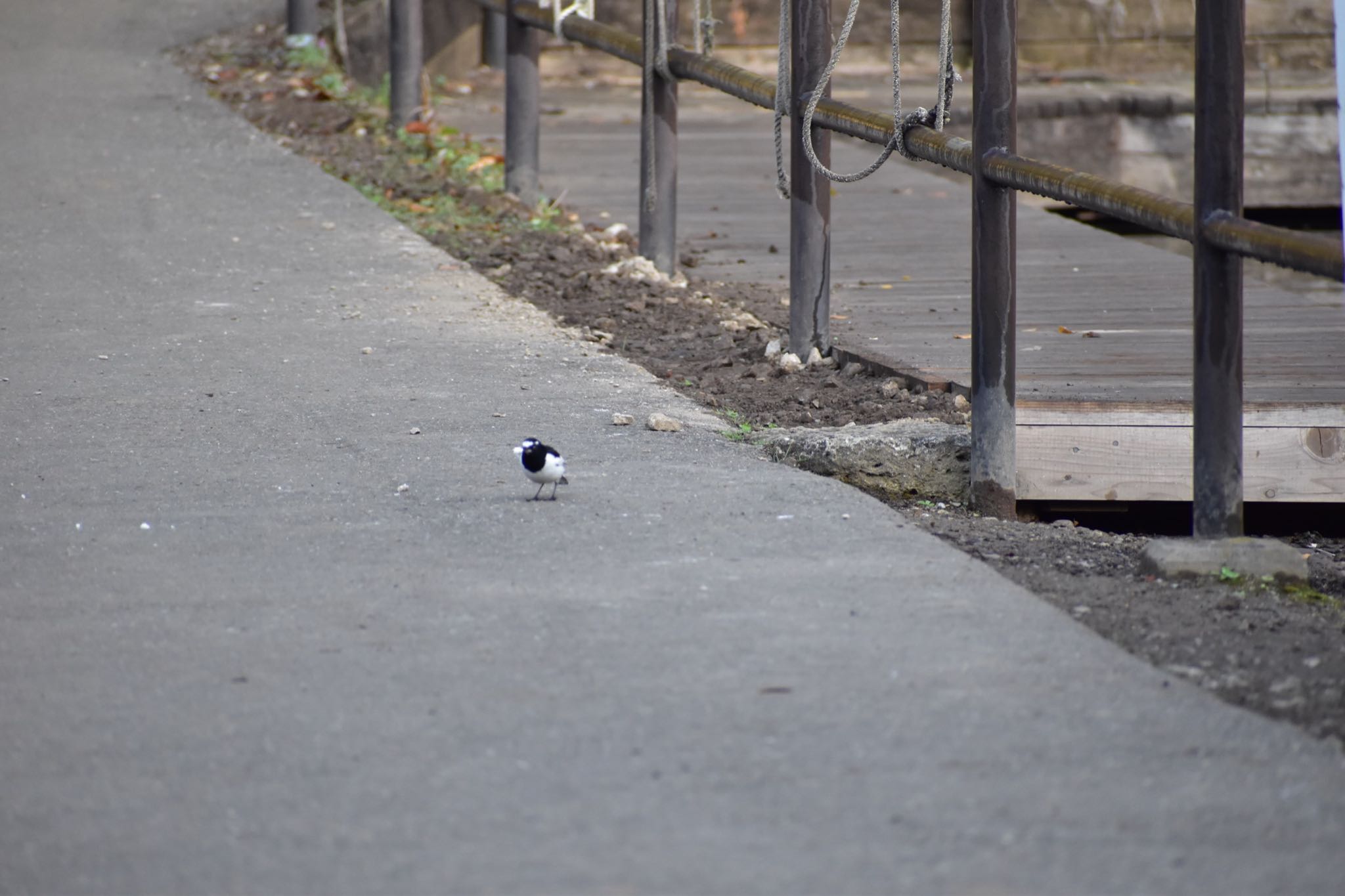 清水公園 セグロセキレイの写真 by 鳥散歩