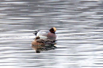 Eurasian Wigeon 十勝川千代田堰堤 Fri, 11/13/2020