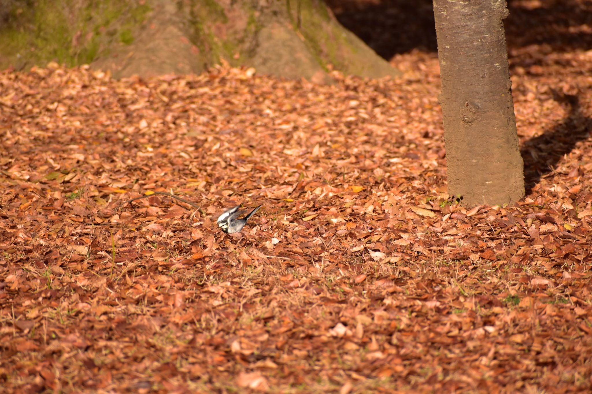 清水公園 ハクセキレイの写真 by 鳥散歩