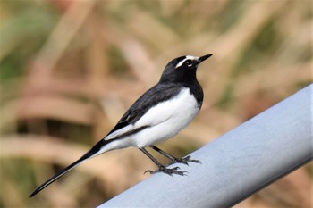 Japanese Wagtail 伊豆諸島北部 Sun, 11/15/2020