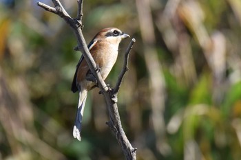 Bull-headed Shrike 伊豆諸島北部 Sun, 11/15/2020