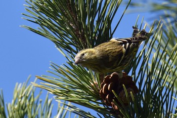 Eurasian Siskin 伊豆諸島北部 Sun, 11/15/2020