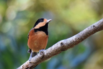 Varied Tit 伊豆諸島北部 Sun, 11/15/2020