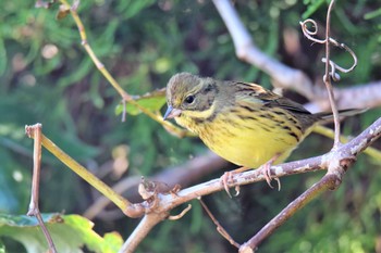 2020年11月15日(日) 伊豆諸島北部の野鳥観察記録