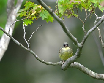 Masked Bunting Tamahara Wetland Mon, 7/18/2016