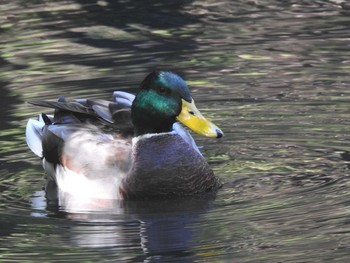 マガモ 円山公園 2020年10月11日(日)