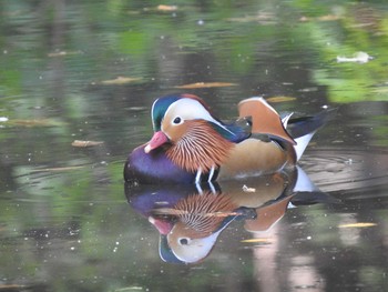 オシドリ 円山公園 2020年10月11日(日)