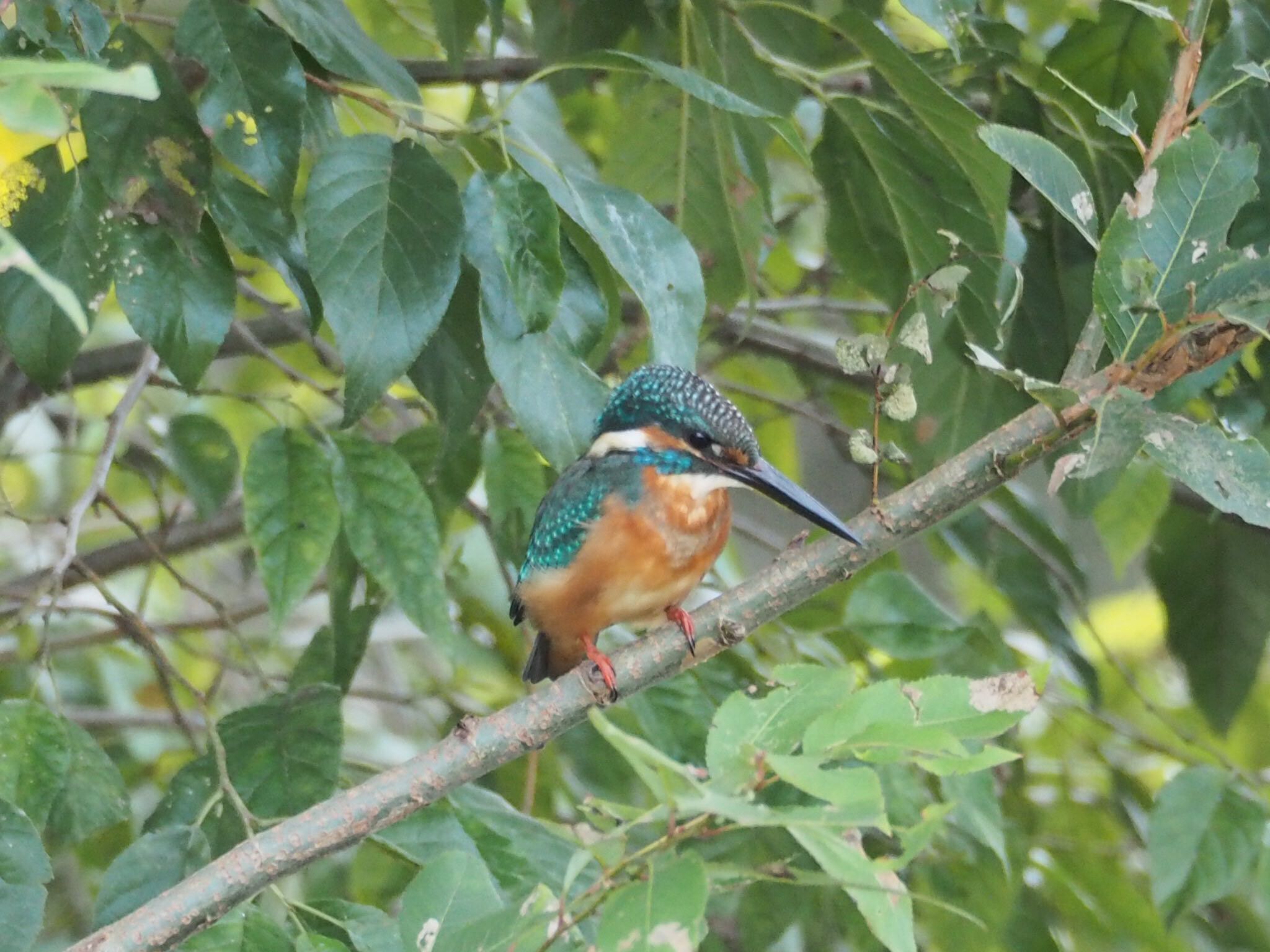 Photo of Common Kingfisher at 