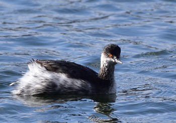 2020年11月15日(日) 山中湖の野鳥観察記録