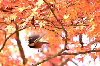 2020年11月15日(日) 富士山御胎内の野鳥観察記録