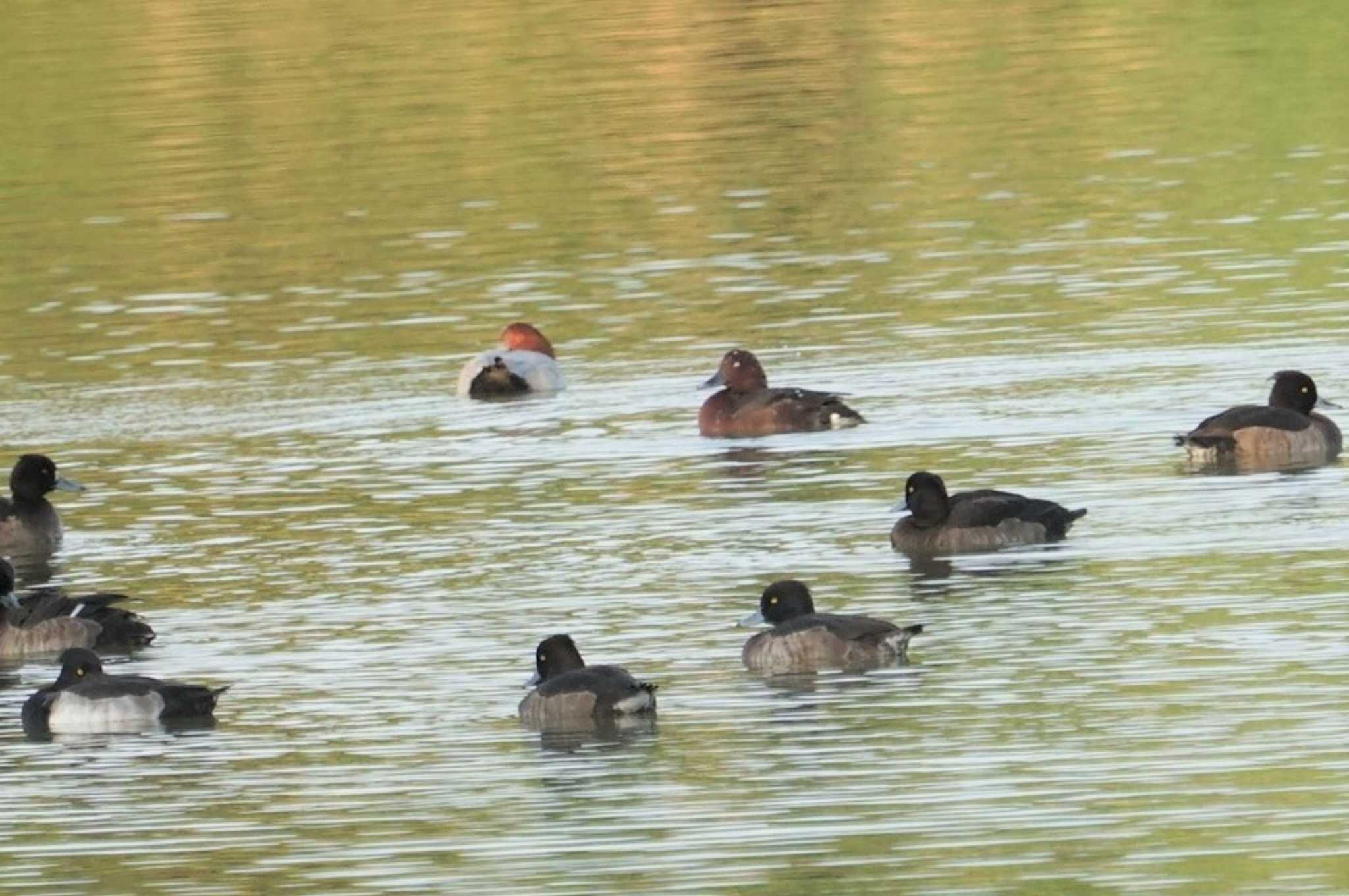 昆陽池公園 メジロガモの写真 by マル