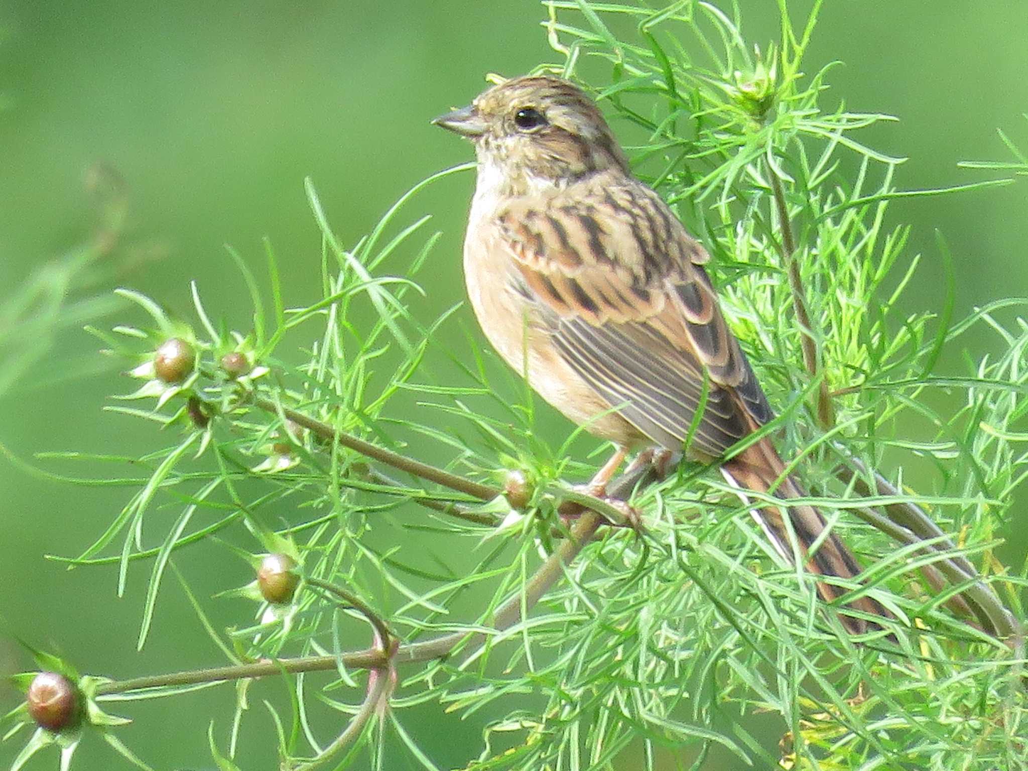 Photo of Meadow Bunting at 朴の木平