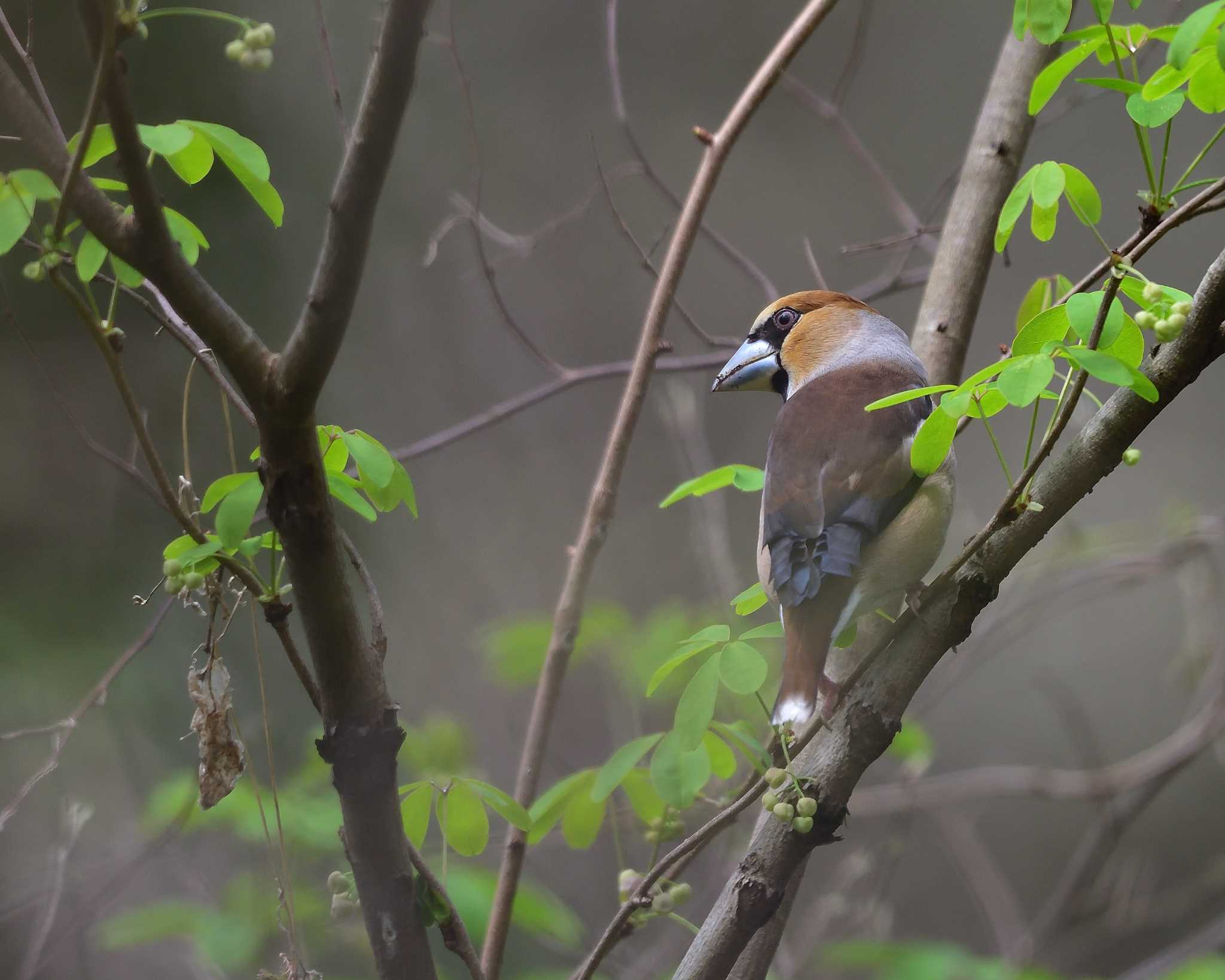 Photo of Hawfinch at 秋ヶ瀬公園 こどもの森