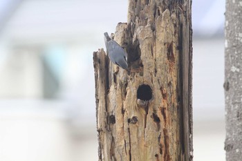 Eurasian Nuthatch Nishioka Park Sun, 11/15/2020