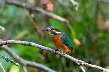 2020年11月15日(日) 水元公園の野鳥観察記録