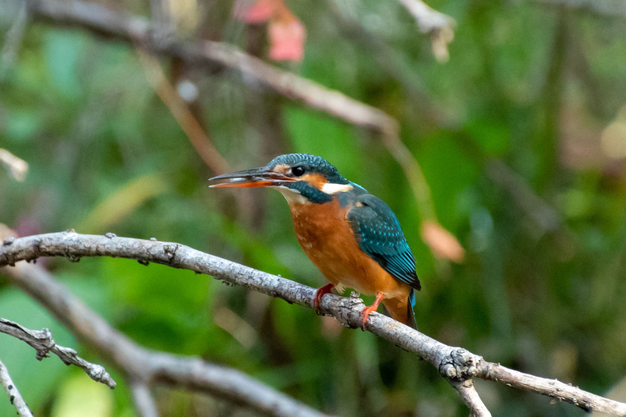 水元公園 カワセミの写真 by Marco Birds