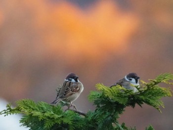 Eurasian Tree Sparrow 清里 Unknown Date