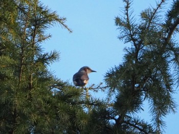 Brown-eared Bulbul 清里 Sun, 11/15/2020