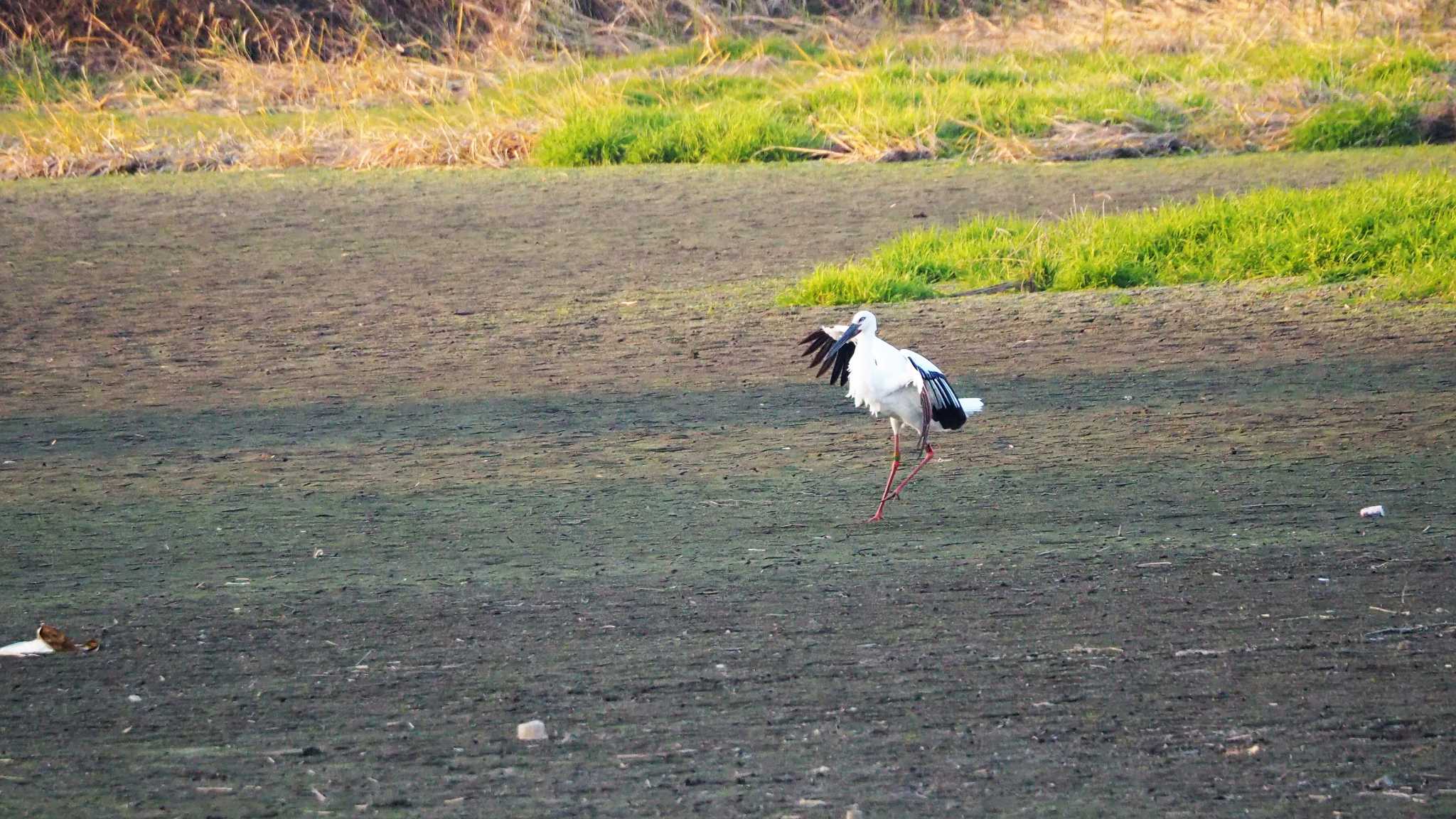 群馬県館林市 コウノトリの写真 by kame