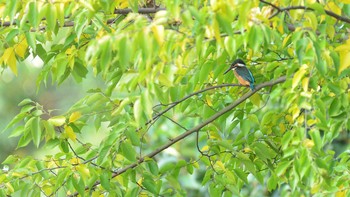 2020年11月15日(日) 東京港野鳥公園の野鳥観察記録